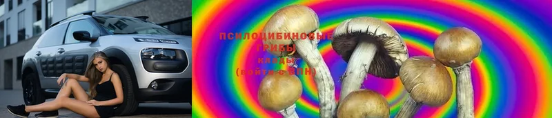 дарнет шоп  Нестеров  Галлюциногенные грибы Psilocybe 